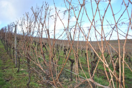 54 . Vignes l'hiver en janvier et février .