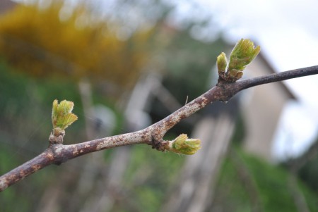 57 . En mars , les bourgeons éclatent .